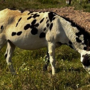 black and white paint donkey grazing pasture at horse rescue