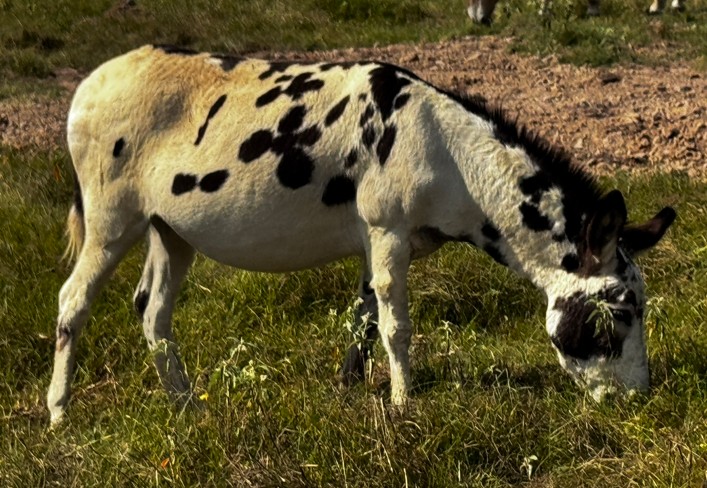 black and white paint donkey grazing pasture at horse rescue