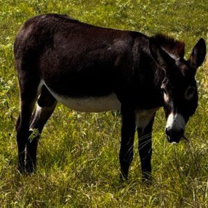 donkey walking through field at horse rescue