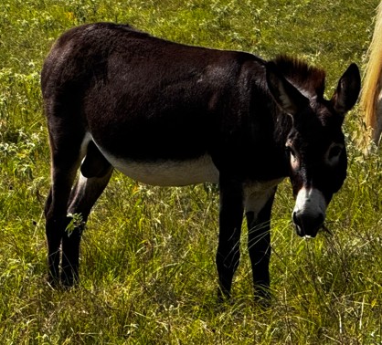donkey walking through field at horse rescue
