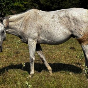 gray thoroughbred gelding standing in pasture at horse rescue