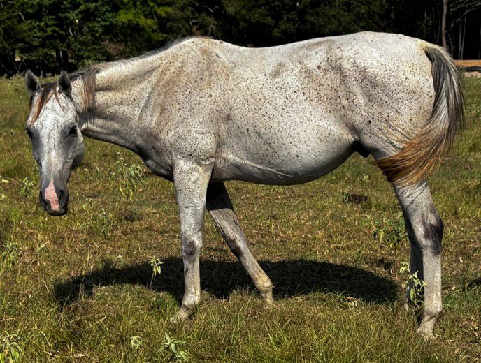 gray thoroughbred gelding standing in pasture at horse rescue