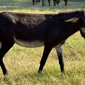 black donkey walking through pasture at horse rescue