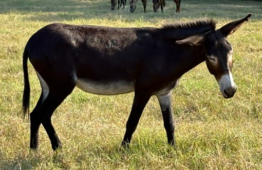 black donkey walking through pasture at horse rescue