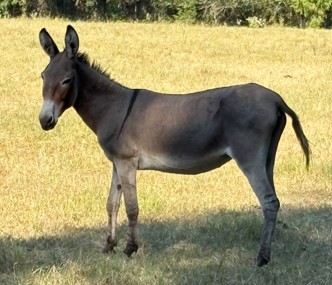 gray donkey standing in field at horse rescue