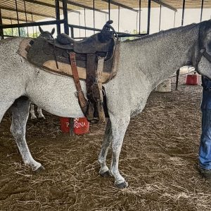 fleabitten gray quarter horse saddled up in a barn