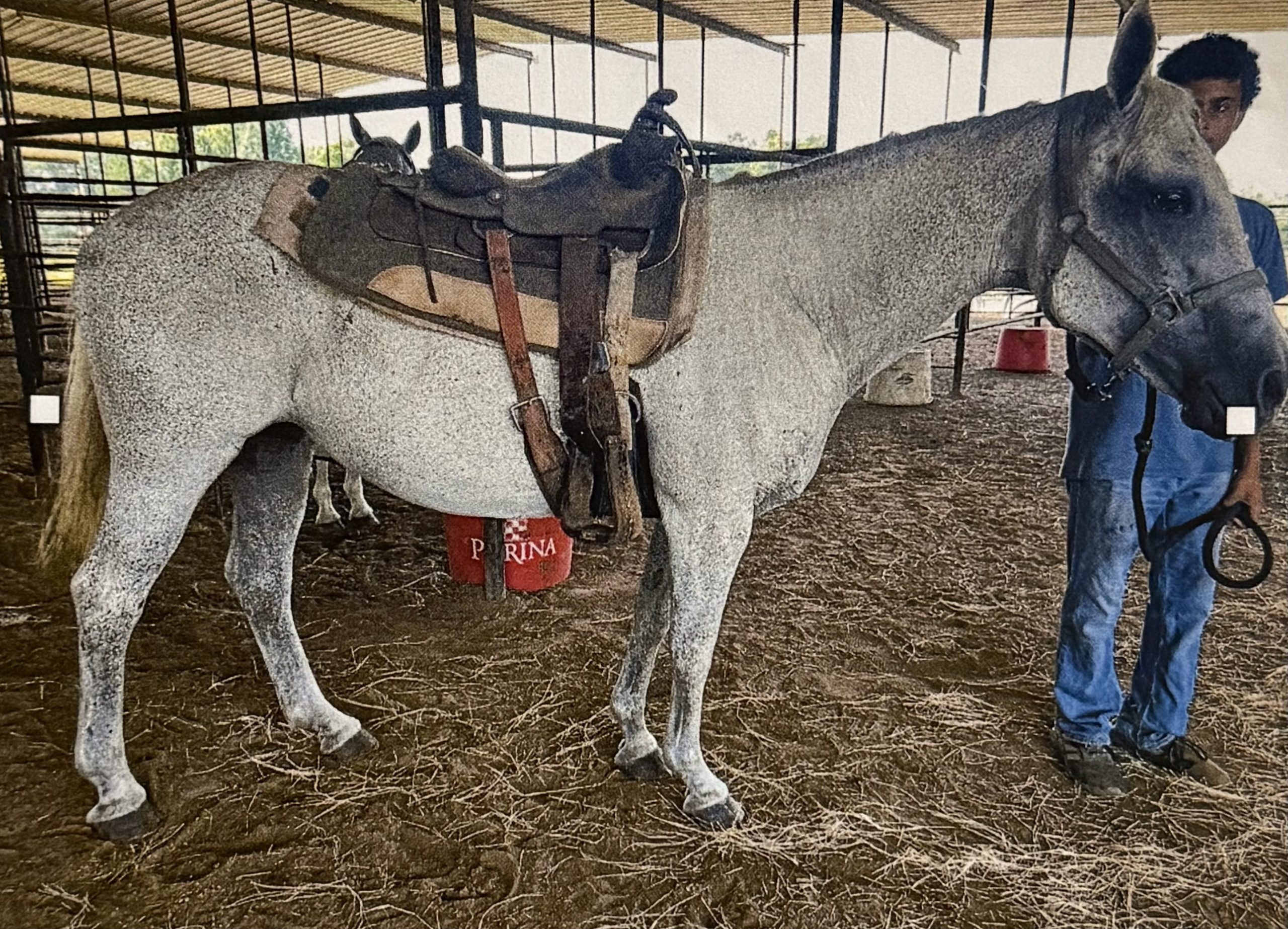 snow freckles fleabitten gray quarter horse saddled up in a barn