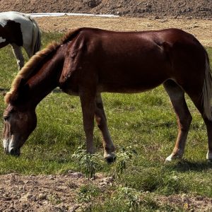 sorrel colored mule with blonde mane and tail walking through pasture at horse rescue