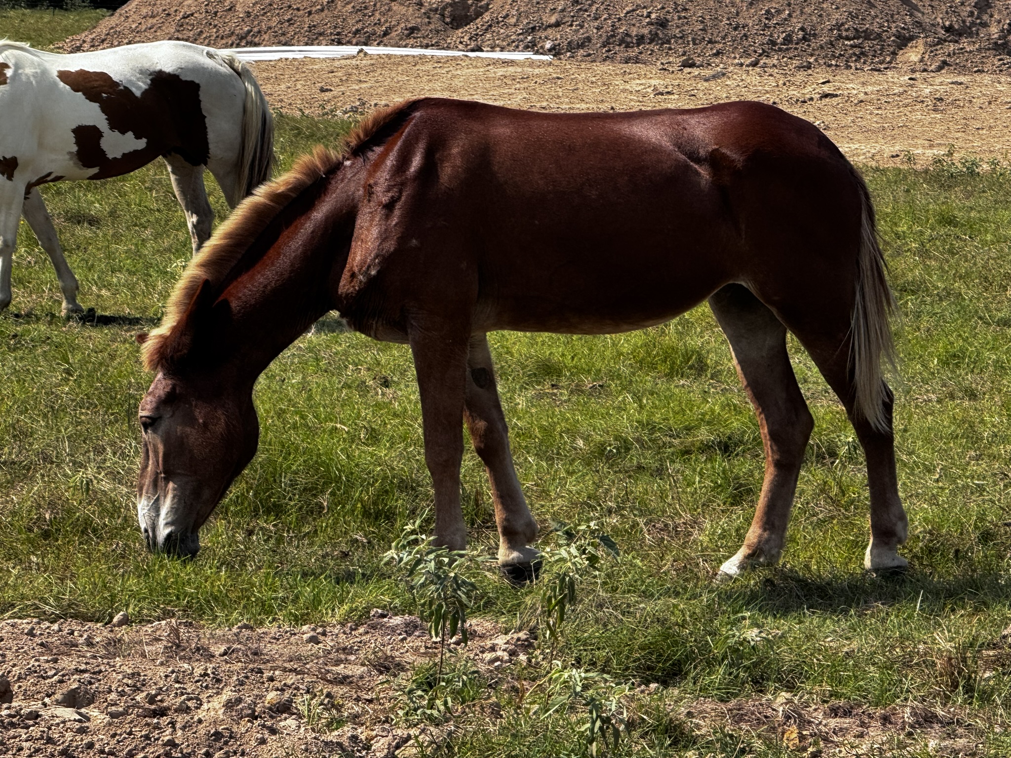 sorrel colored mule with blonde mane and tail walking through pasture at horse rescue