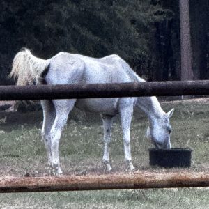 gray quarter horse drinking from water bucket in pasture at horse rescue