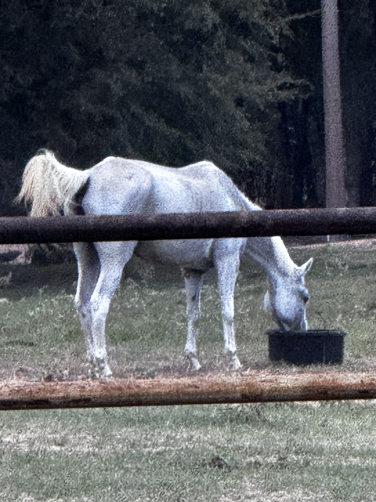 gray quarter horse drinking from water bucket in pasture at horse rescue