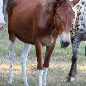 paint mule standing in pasture at horse rescue