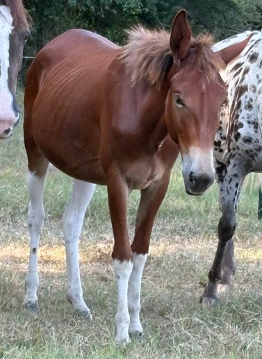 paint mule standing in pasture at horse rescue