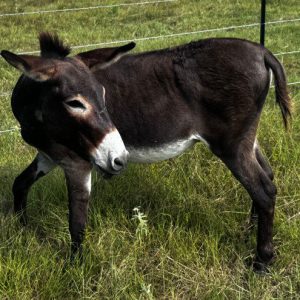 black donkey in pasture at horse rescue