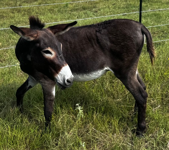 black donkey in pasture at horse rescue
