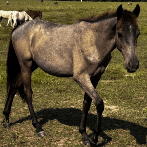 blue roan colored friesian gelding standing in pasture at horse rescue