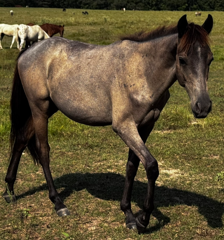 blue roan colored friesian gelding standing in pasture at horse rescue