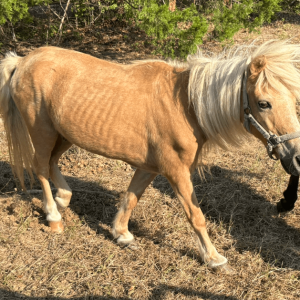 light brown palamino colored miniature horse walking next to a brown miniature horse