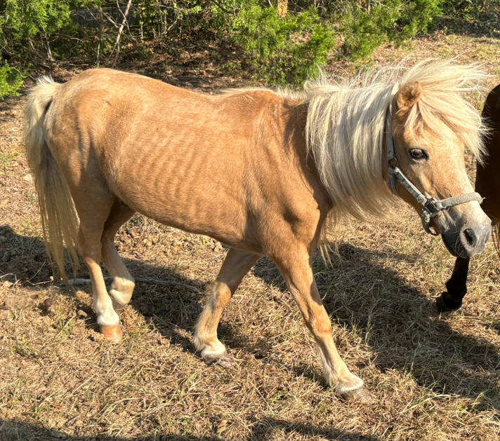 light brown palamino colored miniature horse walking next to a brown miniature horse