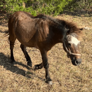 dark brown bay colored miniature horse with white markings on face