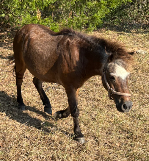 dark brown bay colored miniature horse with white markings on face