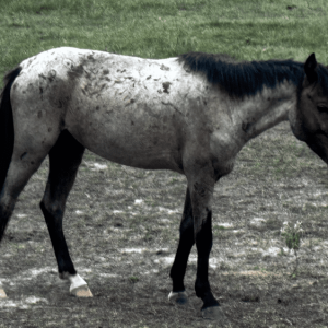 bay roan, light brown spotted miniature horse standing in pasture