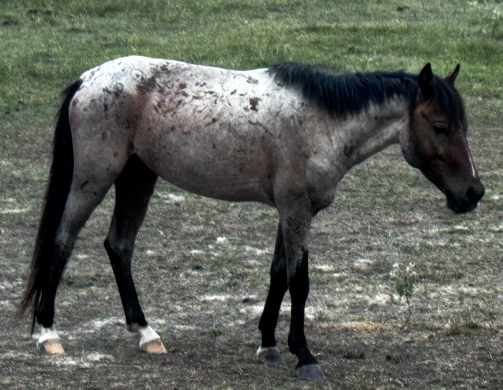 bay roan, light brown spotted miniature horse standing in pasture