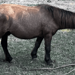 fuzzy dark brown, bay colored miniature horse standing in a green pasture