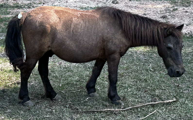 fuzzy dark brown, bay colored miniature horse standing in a green pasture