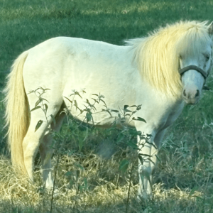 white miniature horse with a fluffy mane standing in a green pasture looking at the camera