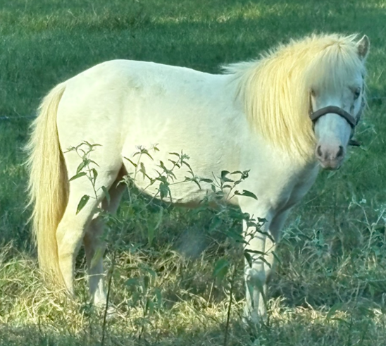 white miniature horse with a fluffy mane standing in a green pasture looking at the camera