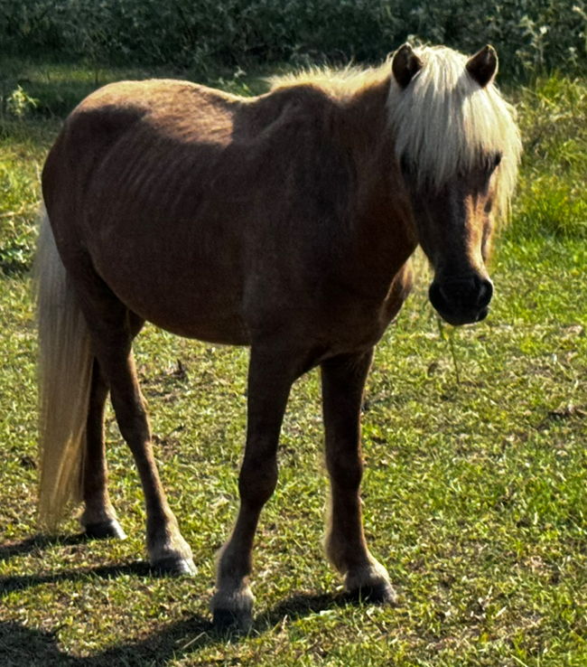 sparky