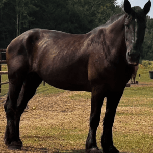 large black horse standing in green pasture looking at the camera