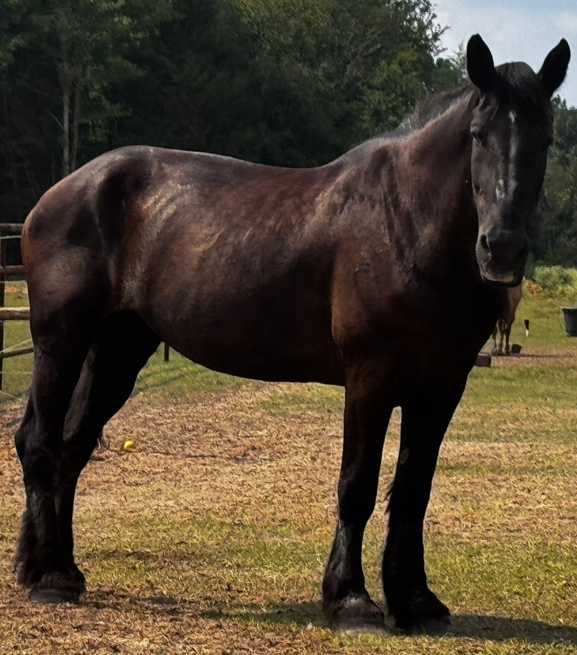 large black horse standing in green pasture looking at the camera