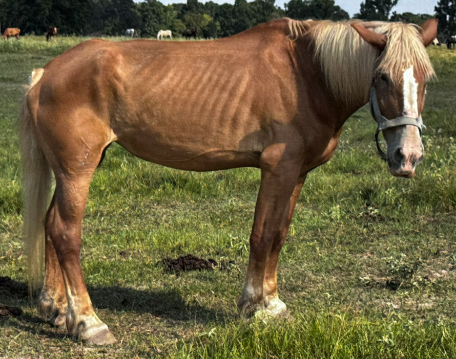 chestnut colored belgian horse with flaxen mane and tail