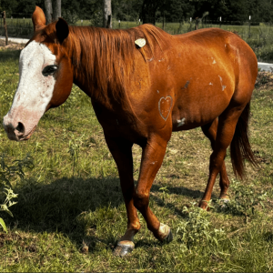 chestnut colored quarter horse with distinct bald face markings