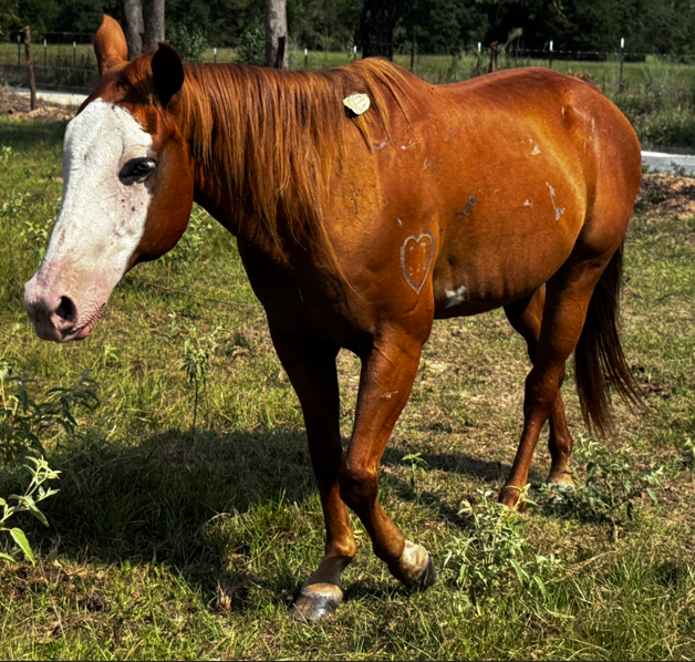 chestnut colored quarter horse with distinct bald face markings