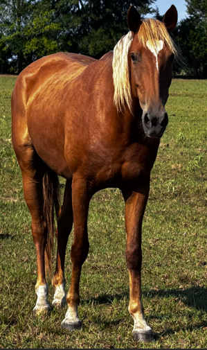 Sorrel chestnut colored quarter horse with a blonde curly mane looking at the camera standing in a green field of grass