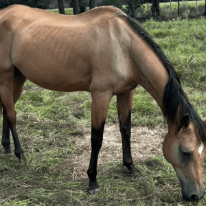 buckskin colored light brown quarter horse with black mane grazing in the pasture