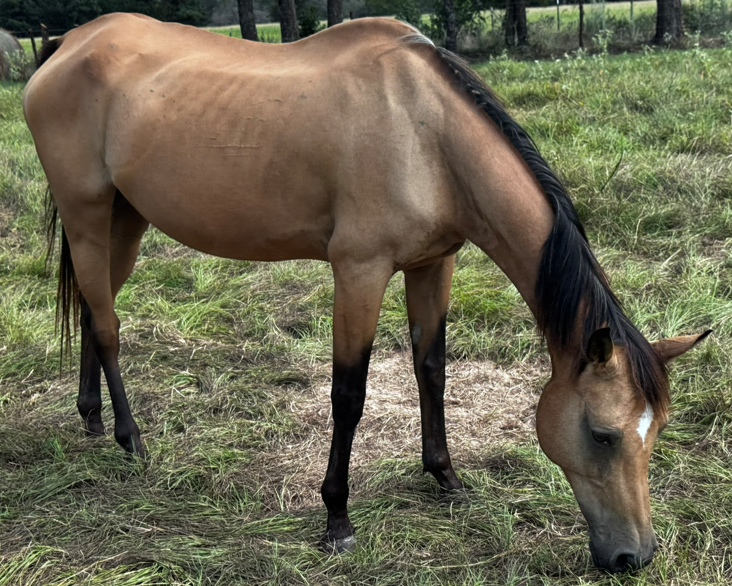 buckskin colored light brown quarter horse with black mane grazing in the pasture