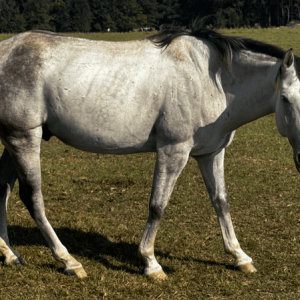 gray gelding quarter horse with black main and tail grazing in pasture