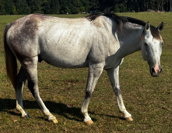 gray gelding quarter horse with black main and tail grazing in pasture