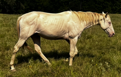 white gelding perlino quarter horse
