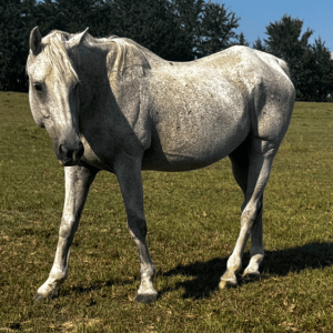 gray quarter horse with white mane and tail grazing in pasture