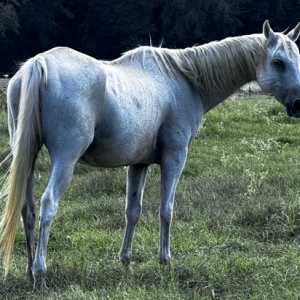 fleabitten gray horse whipping its tail while walking through pasture