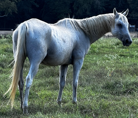 fleabitten gray horse whipping its tail while walking through pasture