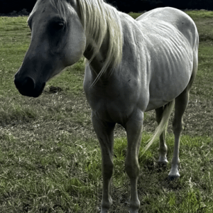 a dapple gray quarter horse standing in grassy field