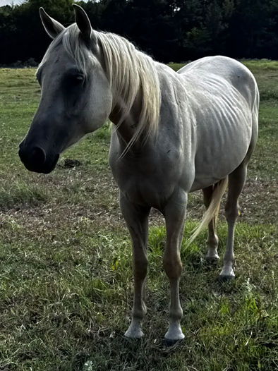 a dapple gray quarter horse standing in grassy field