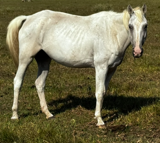 ranger