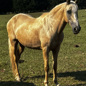 palamino mare quarter horse walking through pasture